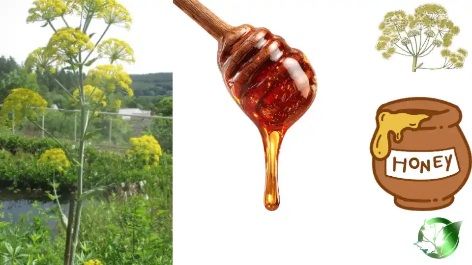 Wholesale packaging for Ferula Honey can be planned for retail, hospitality supply, bespoke-label, or production-line distribution.